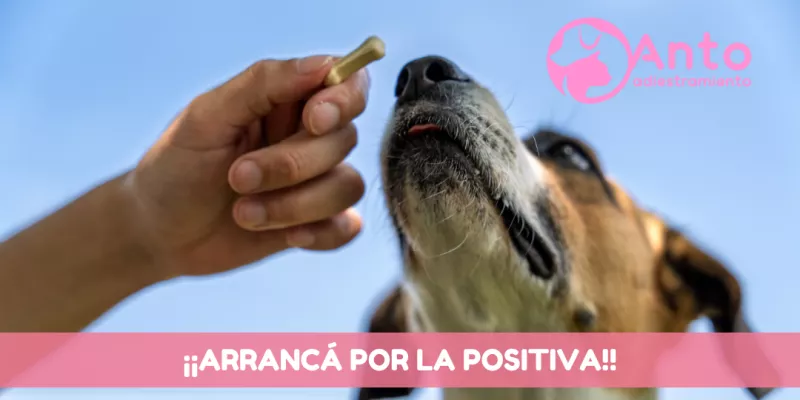 Antoadiestramiento - Blog Web (2)