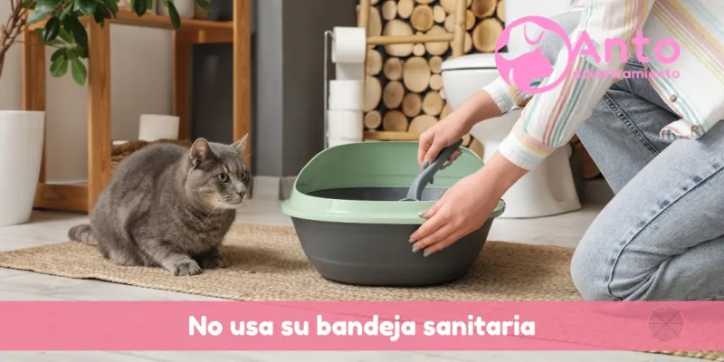 El gato orina en cualquier lado | Resolvé este problema