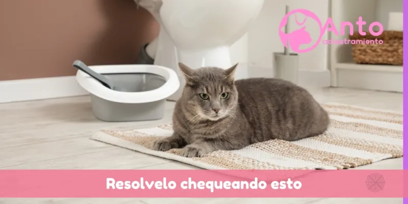 Gato orina en cualquier lado 2 | CAUSAS COMUNES